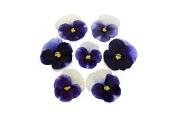 Виола обезвоженная "Волшебный синий" плоская 20 шт